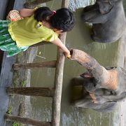 動物ショーが充実