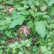 山頂にあるシマリス公園にて