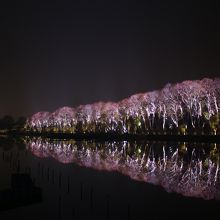 木々のライトアップ