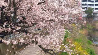 小さな川沿いの桜