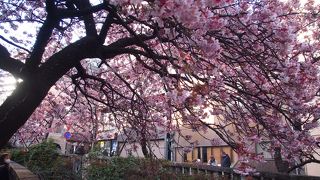 早咲きのあたみ桜で1月の花見♪