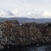 クルーズで野生動物ウォッチング