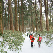 ブナ林の中を歩きました。