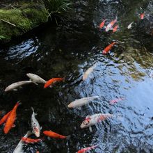 錦鯉がたくさん。