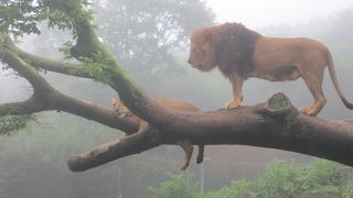 サファリゾーンは動物が近い！
