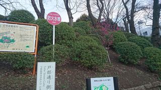 梅が咲き始めました