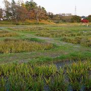 多賀城跡でも東のエリア