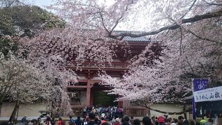 秀吉の桜