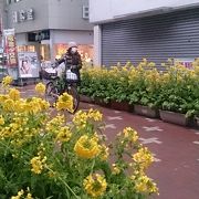 菜の花忌