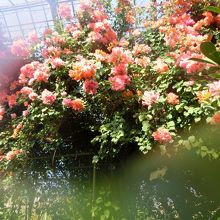 温室の中で咲く花