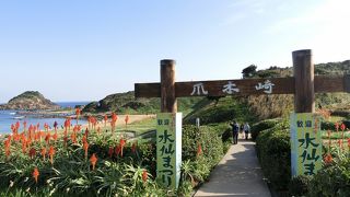 爪木崎に咲く水仙