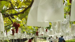 ひとつの村のような広さ