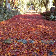 真っ赤な落ち葉の絨毯!