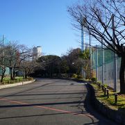 公園の中を移動するのに通る通路を散歩代わりに歩く程度