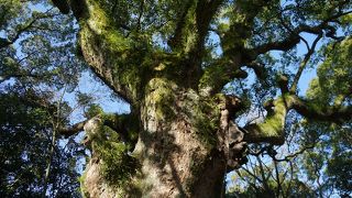 熱田神宮の境内には大楠は７本あって