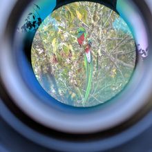 望遠鏡越しのケツァール