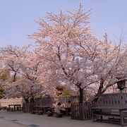 桜がきれいです