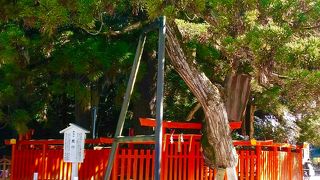 立派な杉です。