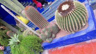 サボテンが可愛い