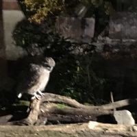 シマフクロウ様