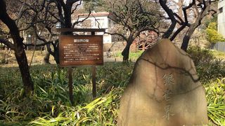 梅の木と東京タワー