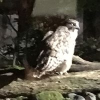 シマフクロウ様