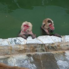 気持ちよさそうなサルたち