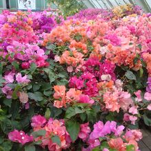 温室の中は花で一杯
