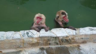 冬期はサルたちの温泉入浴が見られます（函館市熱帯植物園）