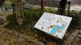 紅葉が綺麗でした