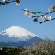 富士山を眺める梅の里