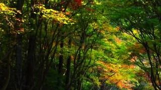 （紅葉＋七五三）×一本道＝渋滞