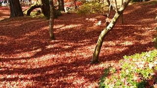 紅葉が素晴らしい