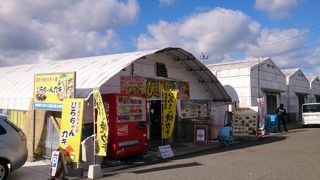 カキだけでなく天然ハマグリも楽しめる！