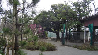 梅屋敷の割には　梅少ない　　土俵はなくなりました