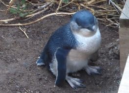ペンギンパレード