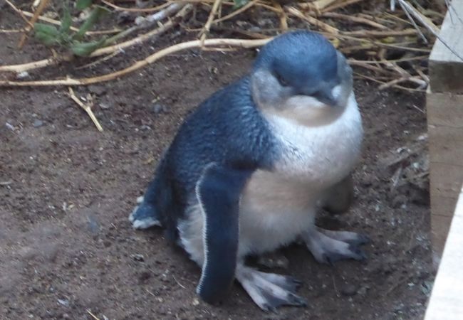 通路の脇で見かけたペンギン、海に出かけないペンギンもいます。