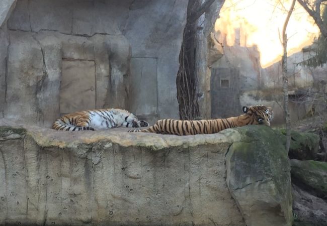 ライプチッヒ動物園 クチコミ アクセス 営業時間 ライプツィヒ フォートラベル ライプチッヒ動物園 クチコミ アクセス 営業時間 ライプツィヒ フォートラベル