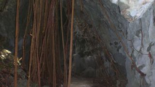 ガジュマルの根が神秘的な鍾乳洞