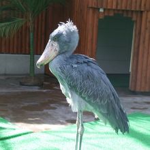 至近距離のハシビロコウ