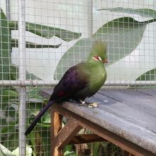 色とりどりのとりさん