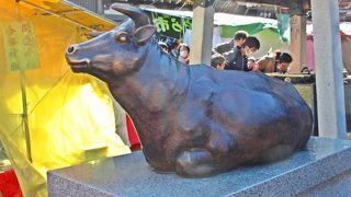 牛さんを撫でて、合格祈願なるか？