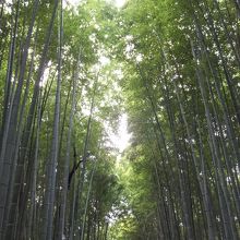 真竹で丈が長いので思わず見上げて歩いてしまう