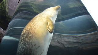 見物人のテンションが上がります