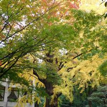 松本楼側の大きな銀杏