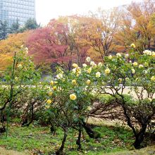 紅葉とバラ