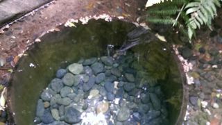 明治神宮の森の奇跡