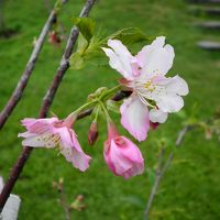 庭園に咲いていた桜