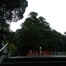 ご神木の「綾杉」