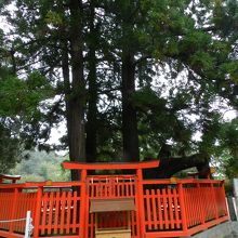 ご神木の「綾杉」